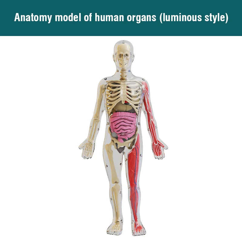 BodyVision™ Clear Anatomy Model