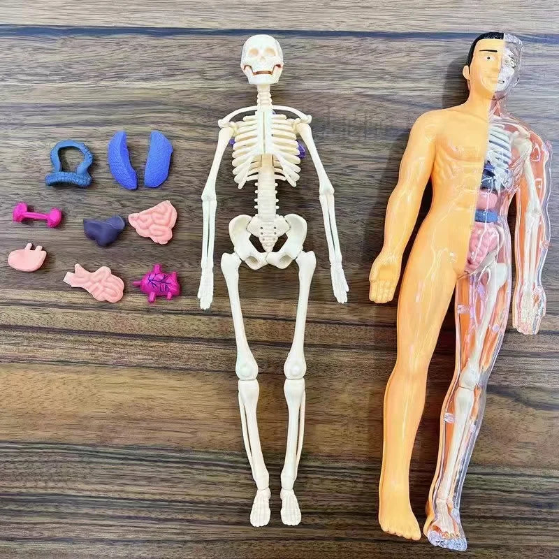 BodyVision™ Clear Anatomy Model