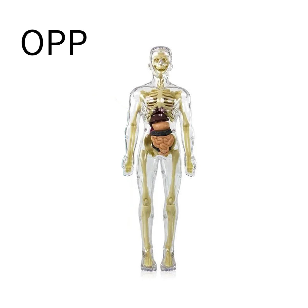 BodyVision™ Clear Anatomy Model