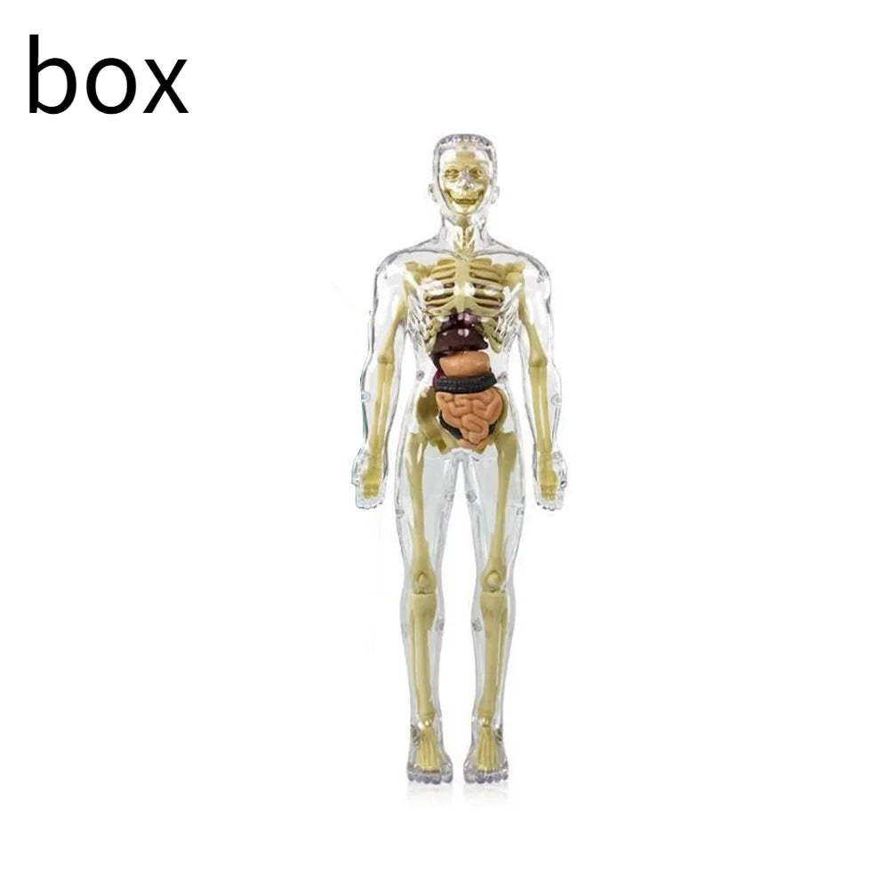 BodyVision™ Clear Anatomy Model
