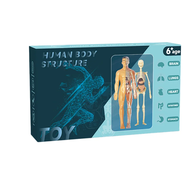 BodyVision™ Clear Anatomy Model