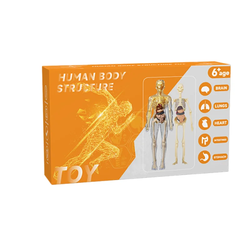 BodyVision™ Clear Anatomy Model