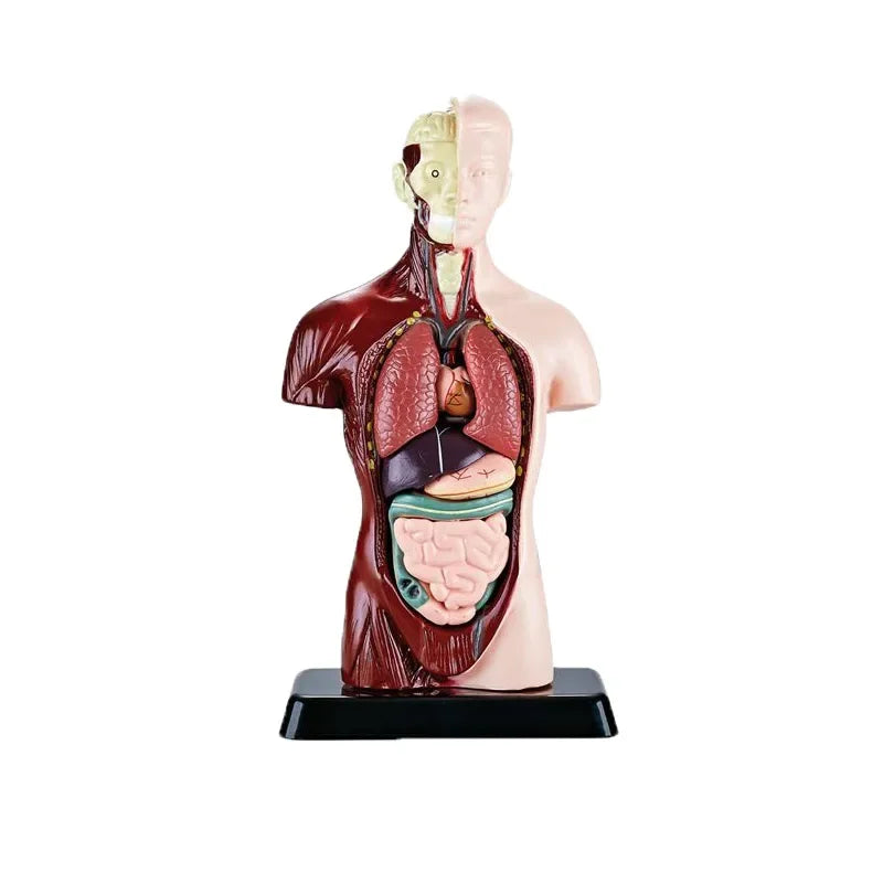 BodyVision™ Clear Anatomy Model