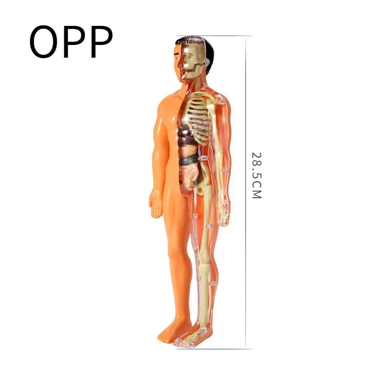 BodyVision™ Clear Anatomy Model